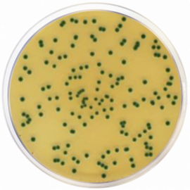 Agar Cromogénico para Aislamiento de Cronobacter (CCI) ISO