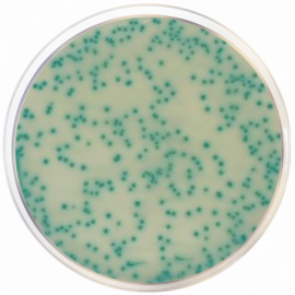 Base de Agar MRSA Cromogénico