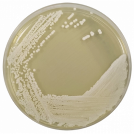 Agar Extracto de Levadura (YEA) ISO