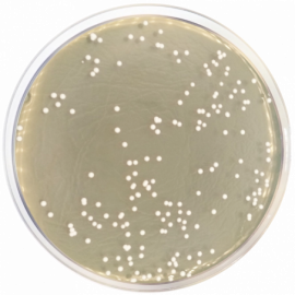 Agar Dextrosa Sabouraud con Cloranfenicol