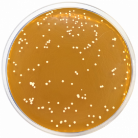 Base de Agar para Dermatofitos