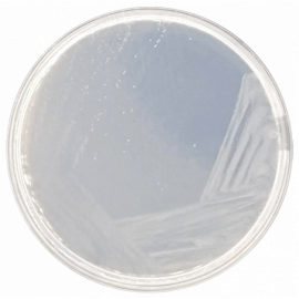 Agar Modificado Czapek-Dox