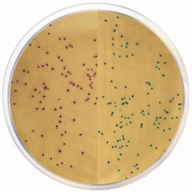 Base de Agar MRSA Cromogénico Modificado