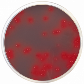 Agar CLED con Indicador Andrade