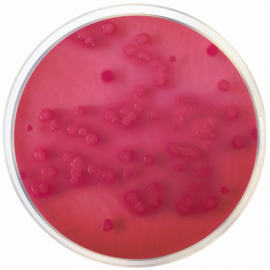 Agar Bilis y Rojo Violeta con Glucosa (VRBG) EP/USP/ISO