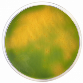 Agar TCBS ISO