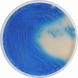 Base de Agar para Coliformes Fecales (m-FC)