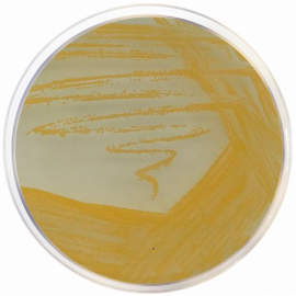 Agar Staphylococcus Nº 110