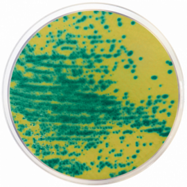 Agar Cromogénico para Enterococcus Resistentes a Vancomicina (VRE)