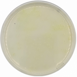 Medio King A (Agar Pseudomonas P) ISO