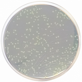 Agar Nutriente ISO