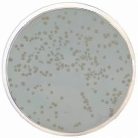 Agar Métodos Estándar con Leche en Polvo APHA/ISO