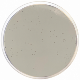 Agar Selectivo Enterococos (Enterococcosel Agar)