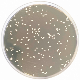 Agar Cloranfenicol (Agar YGC) ISO