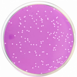 Agar Rosa Bengala + Cloranfenicol + Dicloran (Agar DRBC) ISO