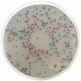 Agar Cromogénico E. coli-Enterobacteria