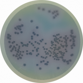 Agar Cromogénico para Pseudomonas