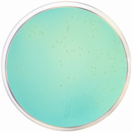 WL Differential Agar