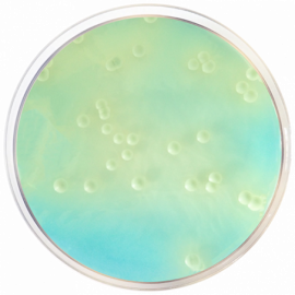 WL Nutrient Agar