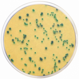 m-EI Chromogenic Agar Base, Modified