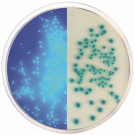 Lauryl Sulfate Chromogenic Agar Lauryl Sulfate Chromogenic Agar