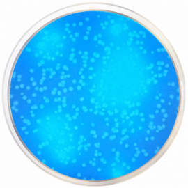 EC with MUG Fluorogenic Agar