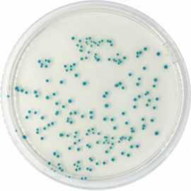 Agar Cromogénico TBX (Tryptone Bile X-Glucuronide) ISO