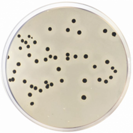 Baird Parker Agar Base ISO Baird Parker Agar Base ISO