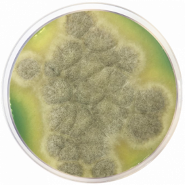 M-Green Yeast and Mold Agar