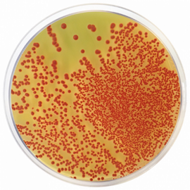 TTC Chapman Agar (Lactose Agar TTC with Tergitol 7)