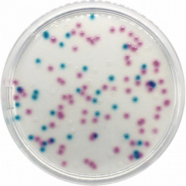 Base de Agar Cromogénico E. coli-Coliformes (BOE)