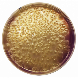 Base de Agar Clostridium Perfringens (m-CP)