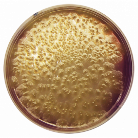 Clostridium Perfringens Agar Base (m-CP)