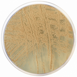 Agar Glicerol Dicloran (DG 18) ISO