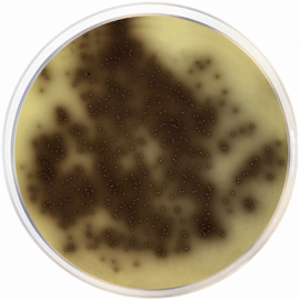 Bile Esculin Azide Agar