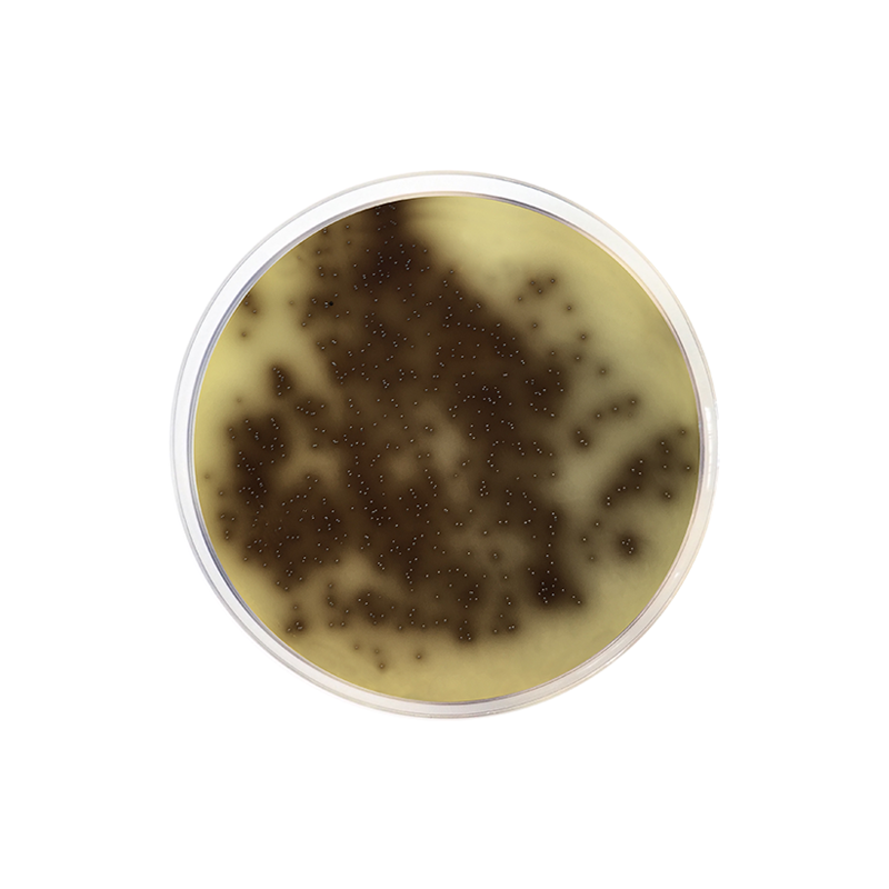 Bile Esculin Azide Agar Formato 500 g