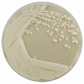 Sabouraud Dextrose Agar 2%