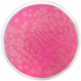 Acetamide Agar