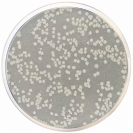 Calcium Caseinate Agar