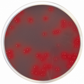 CLED Agar with Andrade´s Indicator