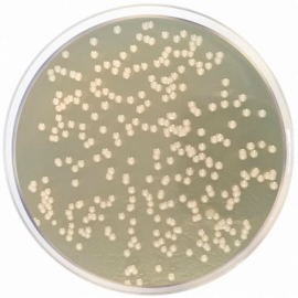 Nutrient Agar Dev Regulations