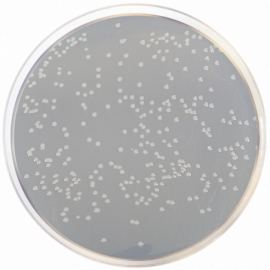 Agar Nutritivo Enriquecido con Cloruro Sódico ISO