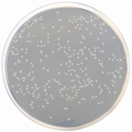 Nutrient Agar with Sodium Chloride ISO