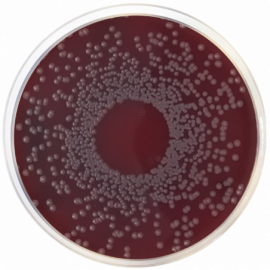 Trypticasein Soy Agar (TSA) Nº2