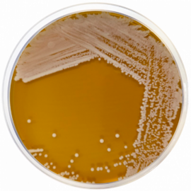 HC Agar Base