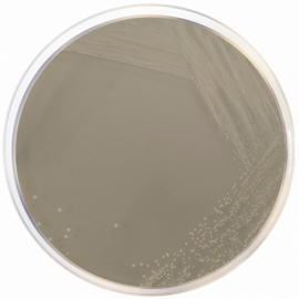 Yeast Extract Agar for Molds