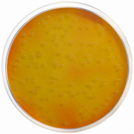 Mannitol Salt Agar (MSA) (Chapman Medium) EP/USP/ISO