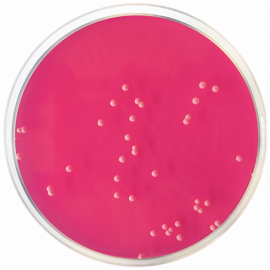 Rose Bengal Agar + Chloramphenicol