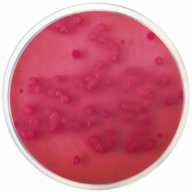 Violet Red Bile Agar with Glucose (VRBG) EP/USP/ISO