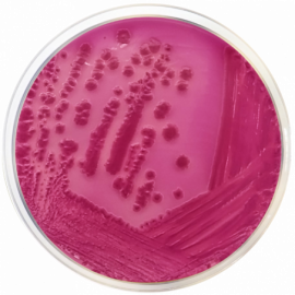 Agar Bilis Rojo Violeta con Lactosa (VRBL) ISO